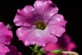 Petunia flowers Royalty Free Stock Photo