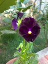 Petunia Flowers in baby plant Royalty Free Stock Photo