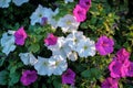 Petunia flowers background.