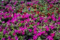 Petunia flowers. Beautiful flower field Royalty Free Stock Photo