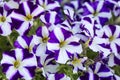 Petunia flowers blooming in spring time Royalty Free Stock Photo