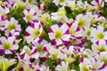 Petunia flowers blooming in spring time Royalty Free Stock Photo
