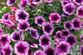 Petunia flowers blooming in summer Royalty Free Stock Photo