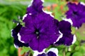 Petunia flowers. Blossoming purple petunias in summer garden. Cl