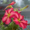 Petunia flowers with bright pink and red petals. Balcony gardening Royalty Free Stock Photo