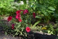 Petunia flowers in city yard. Guerrilla gardening