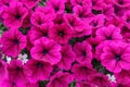 Petunia flowers. Close up photo of rose color petunia flowers. Pink floral background.