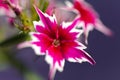 Petunia flowers closeup