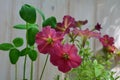 Petunia flowers and clover leaves. Balcony greening by beautiful plants