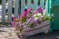 Petunia flowers in a decorative flower pot Royalty Free Stock Photo