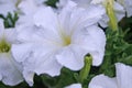 Petunia flowers with delicate red, white and purple petals on bushes