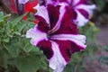 Petunia flowers with delicate red, white and purple petals