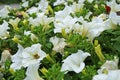 Petunia flowers with delicate white petals and green leaves on a flower bed