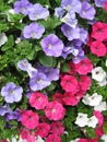 Petunia flowers