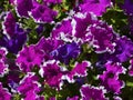 Petunia flowers on a flower bed in summer garden.Bright colorful petunias floral background. Royalty Free Stock Photo