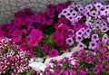 Petunia flowers on a flower bed in summer garden.Bright colorful petunias floral background.