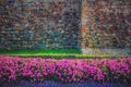 Petunia flowers in full bloom. Royalty Free Stock Photo