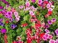 Petunia flowers in the garden,  beautiful red and white flowers in garden,  colorful flowers. Royalty Free Stock Photo