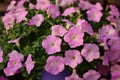 Petunia flowers in the garden