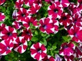 Petunia flowers in the garden close up. Littletunia Bicolor Bliss.Bright pink and white petunias floral background. Royalty Free Stock Photo