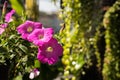 Petunia flowers garden Royalty Free Stock Photo