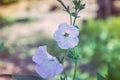 petunia flowers and gardens vegetation