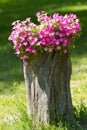 Petunia flowers grow on a stump