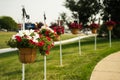 Petunia Flowers hanging baskets Royalty Free Stock Photo