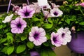 Petunia flowers in a hanging outdoors pot