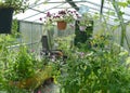 Petunia flowers in hanging pots, tomato plant in wooden boxes in greenhouse