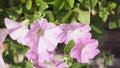 Petunia flowers in hokkaido japan