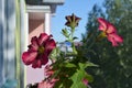 Petunia flowers with multicolored petals. Potted plant in balcony greening