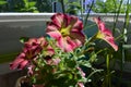 Petunia flowers with multicolored petals in small urban garden on the balcony. Royalty Free Stock Photo