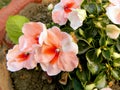 Petunia flowers in my roof garden bloomed in earthen pot Royalty Free Stock Photo