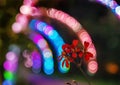 Petunia flowers at night decoration of street