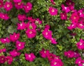 Petunia Flowers