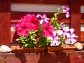 petunia flowers planted in pallet decoration Royalty Free Stock Photo