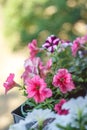 Petunia flowers red, pink purple, white flowers in a flower pot on the balcony in the sunlight Royalty Free Stock Photo