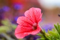 Petunia flowers, red and white flower, special flowers , violet and Petunia is genus of 20 species