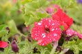 Petunia flowers, red and yelow flower, special flowers , violet and Petunia is genus of 20 species