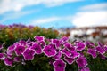 Petunia flowers, red and yelow flower, special flowers , violet and Petunia is genus of 20 species