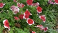 Petunia flowers at Sa dec town, Thap, Vietnam