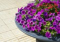 Petunia flowers in a stone flower pot in summer garden.Bright colorful petunias floral background with copy space. Royalty Free Stock Photo