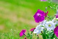 Petunia flowers in sunlight