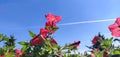 Petunia flowers in the sunshine against the blue sky. Royalty Free Stock Photo