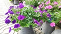 Petunia flowers of various colors are blooming in pots.