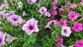 Petunia flowers of various colors are blooming in pots.