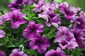 Petunia flowers Royalty Free Stock Photo