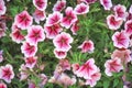 Petunia flowers white with red vein petal blooming in garden Royalty Free Stock Photo
