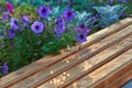 Petunia flowers and a wooden bench.